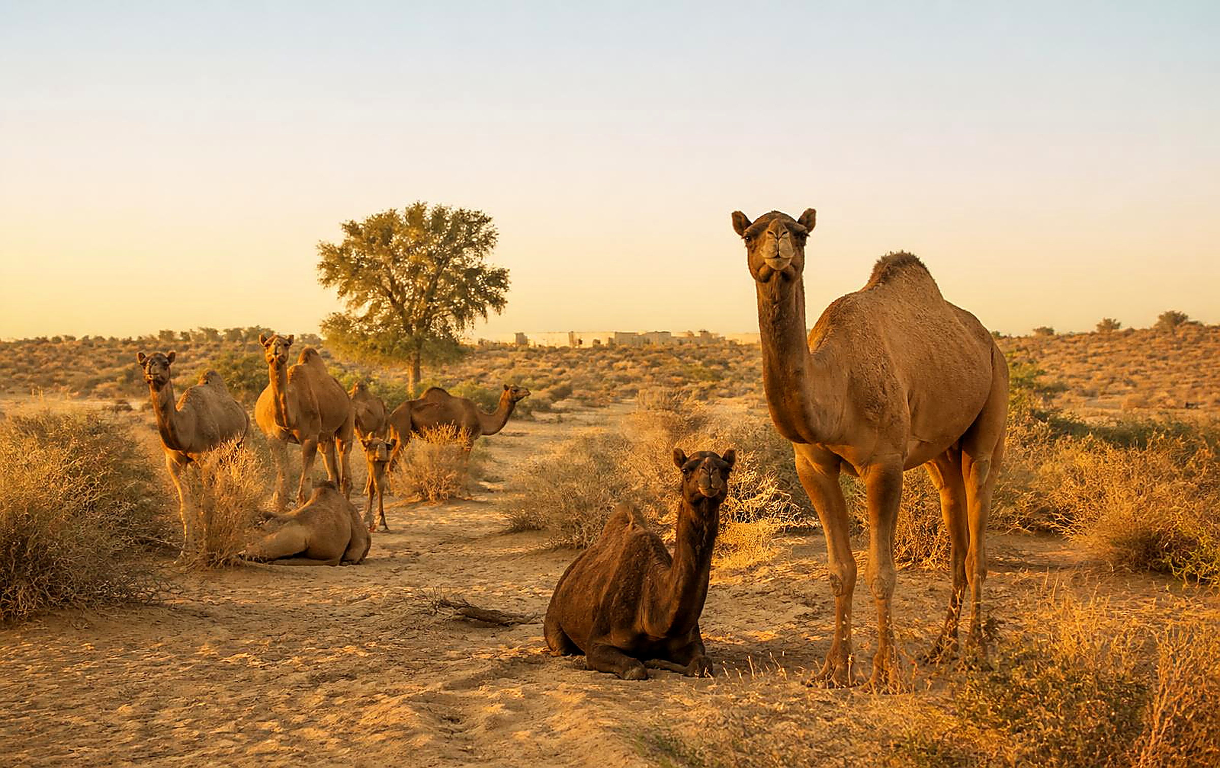 Camel Research Farm